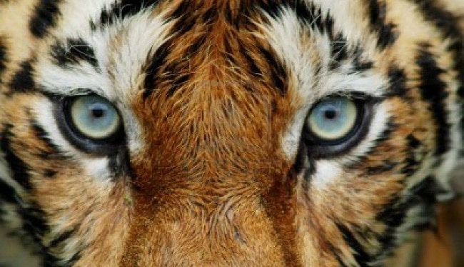 Feeding the Tiger Metaphor – What Is It & How to Get Help